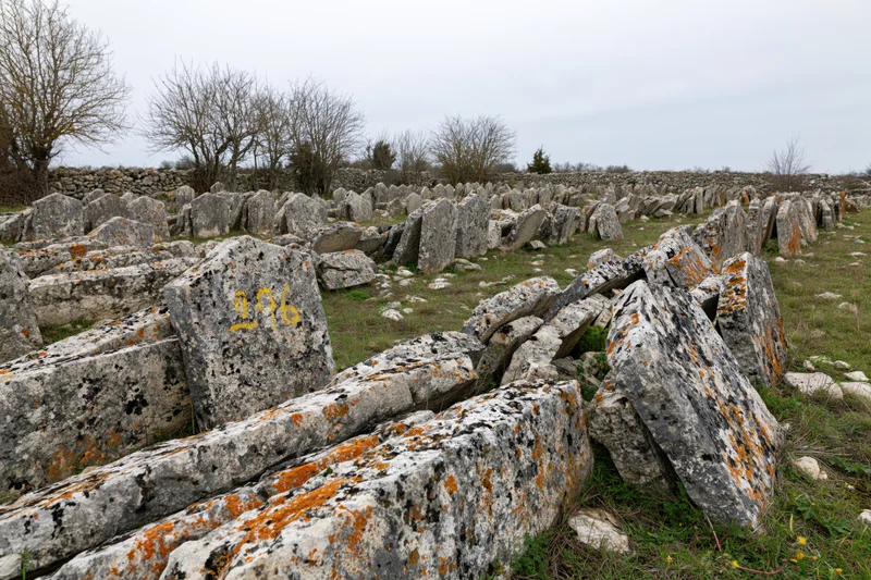 Ancient jewish cemetery with weathered limestone gravestones in a grassy field under overcast sky