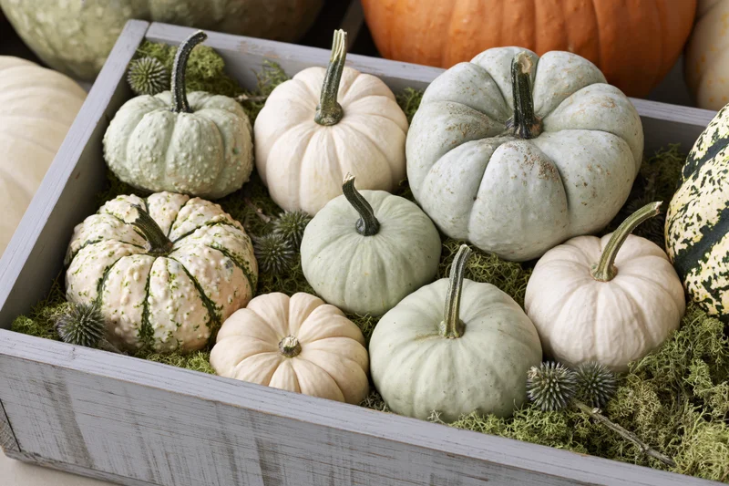 Assorted mini pumpkins and gourds arranged in a wooden crate with moss for autumn decoration
