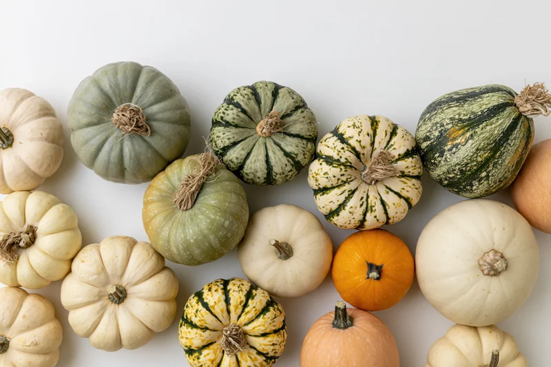 Assorted small pumpkins and gourds arranged in a flat lay on white background