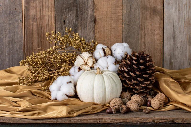 Autumn harvest still life with white pumpkin, cotton, pinecone and walnuts on golden silk over weathered wood