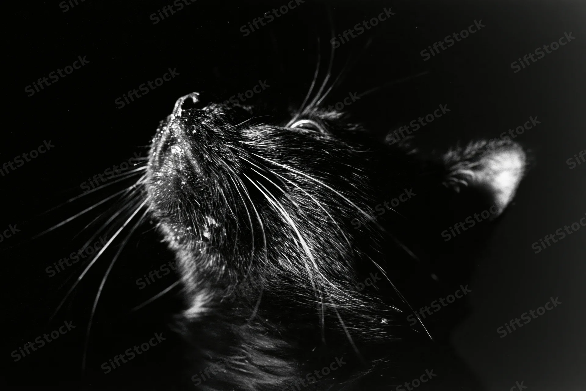 Black cat in profile gazing upward with whiskers and fur detail against dark background