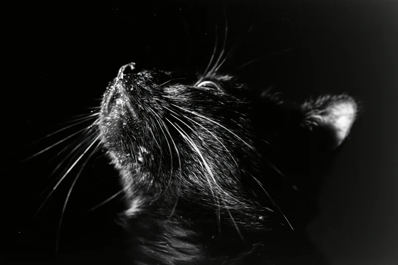 Black cat in profile gazing upward with whiskers and fur detail against dark background