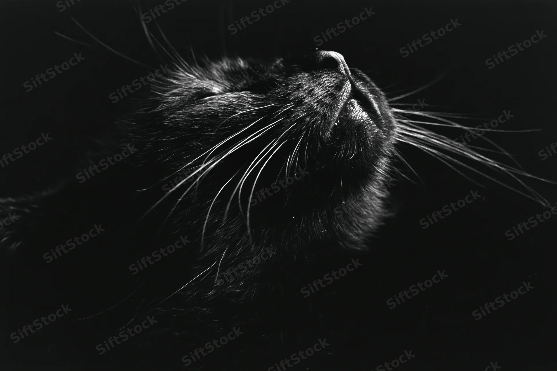 Black cat in profile gazing upward with whiskers and fur in shadowed closeup