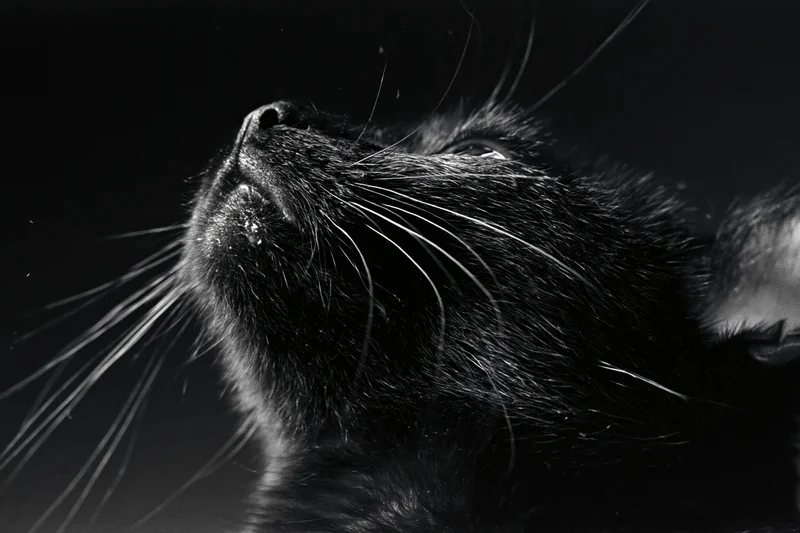 Black cat gazing upward in profile closeup against dark background