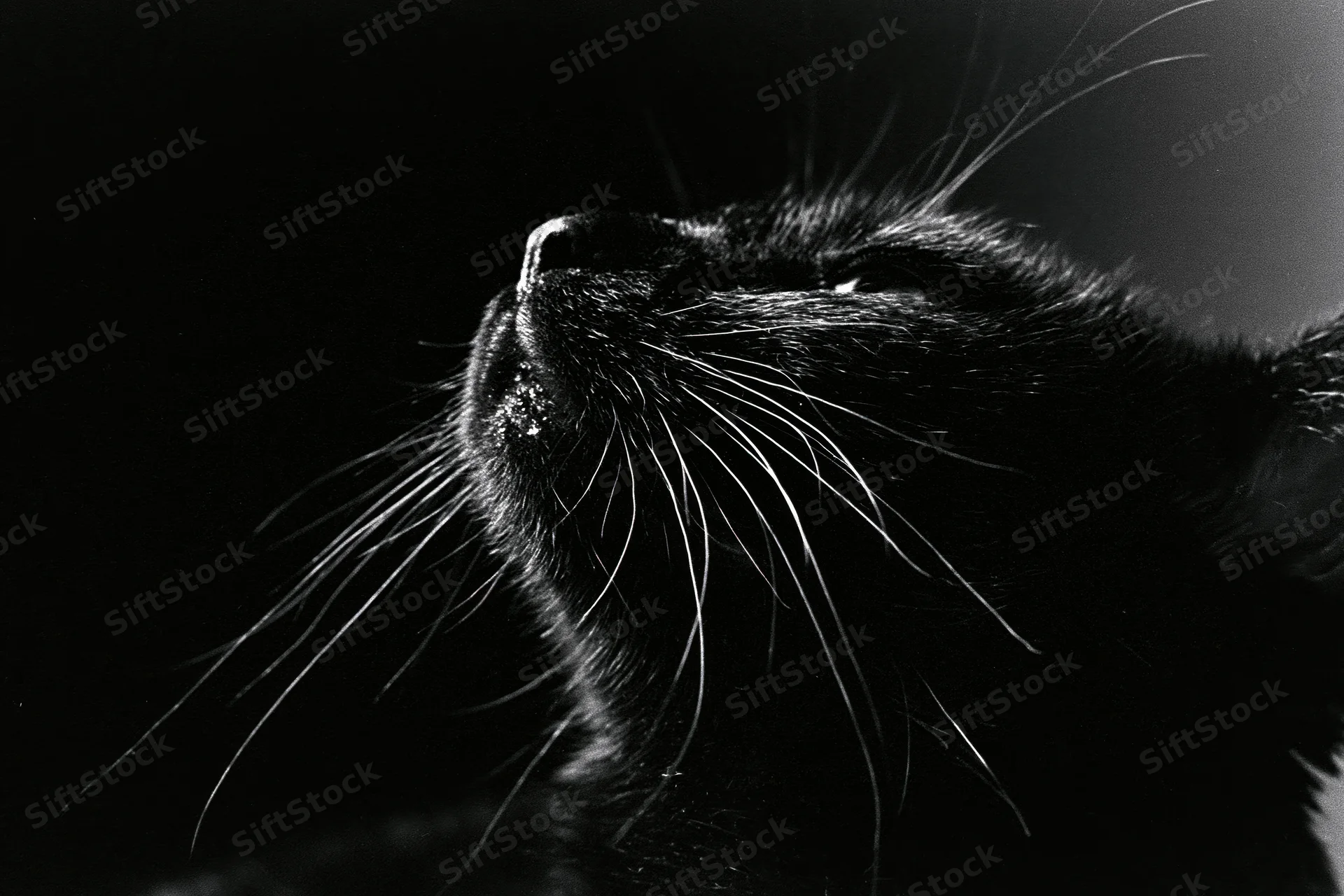 Black cat in profile gazing upward with whiskers and nose in focus against dark background