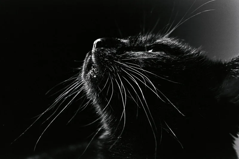 Black cat in profile gazing upward with whiskers and nose in focus against dark background