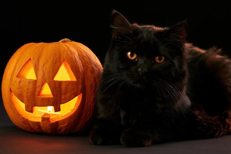 Black cat resting beside a carved glowing jack-o-lantern on dark surface
