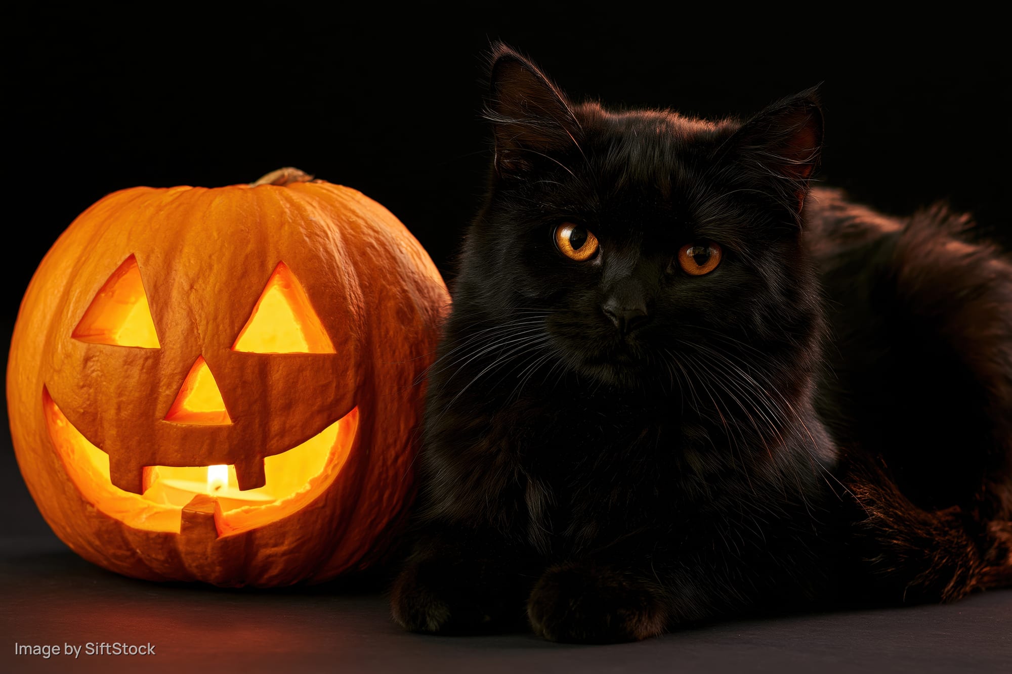 Black cat resting beside a carved glowing jack-o-lantern on dark surface