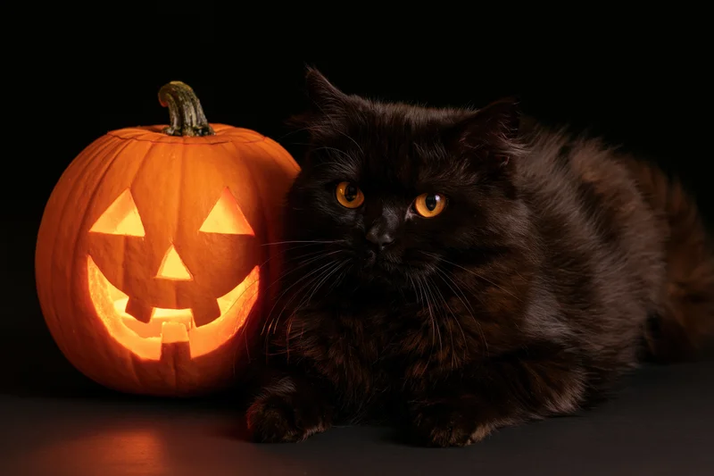 Black cat with amber eyes resting beside a carved jack-o-lantern on dark surface