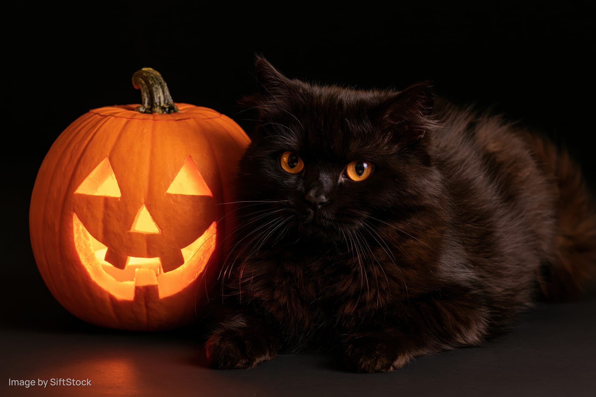 Black cat with amber eyes resting beside a carved jack-o-lantern on dark surface