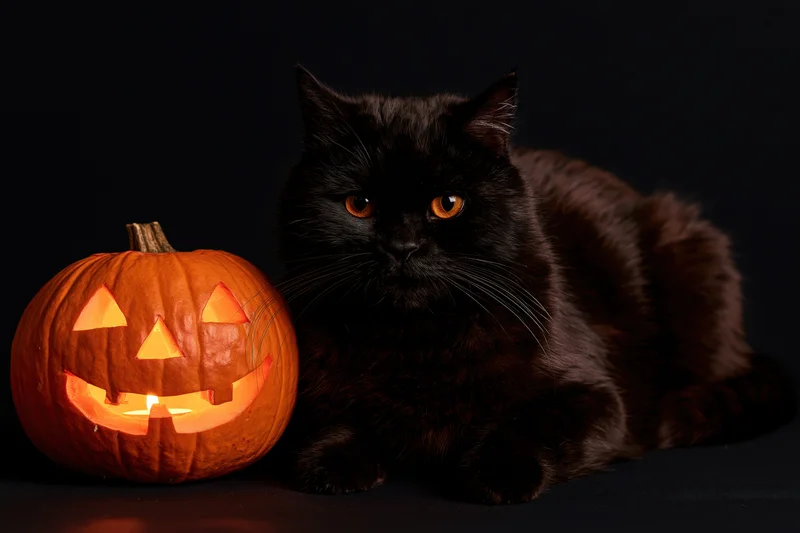 Black cat resting beside a carved jack-o-lantern with glowing orange light on dark background