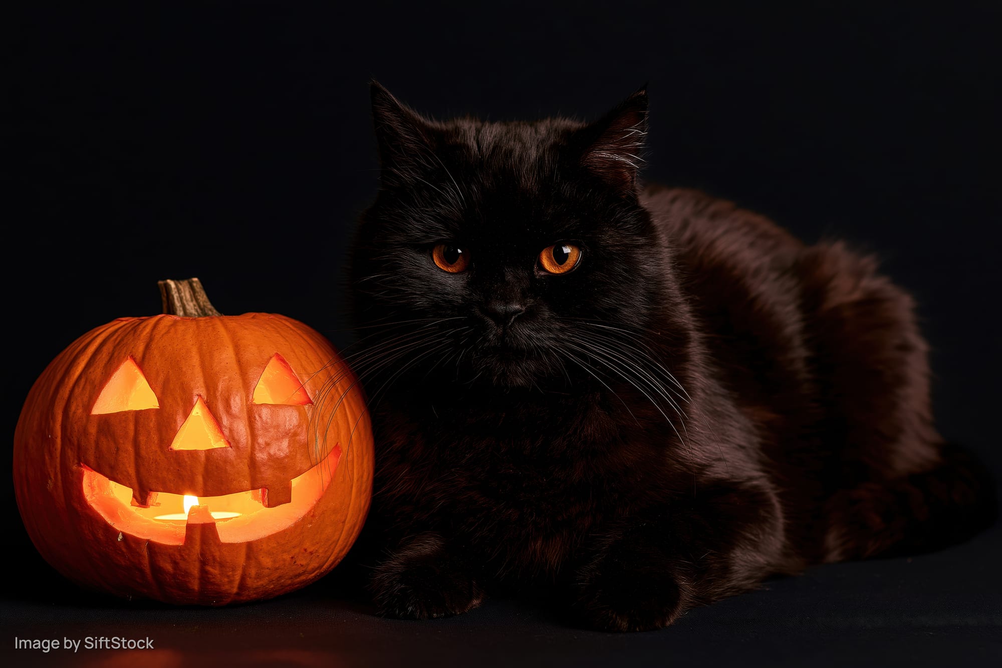 Black cat resting beside a carved jack-o-lantern with glowing orange light on dark background
