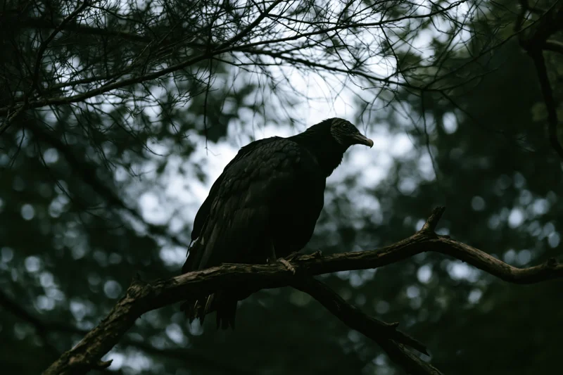Black vulture perched on a gnarled dead branch in a forest canopy