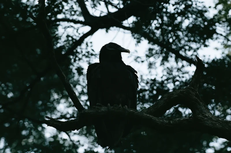 Black vulture perched on a gnarled tree branch in a dark forest canopy