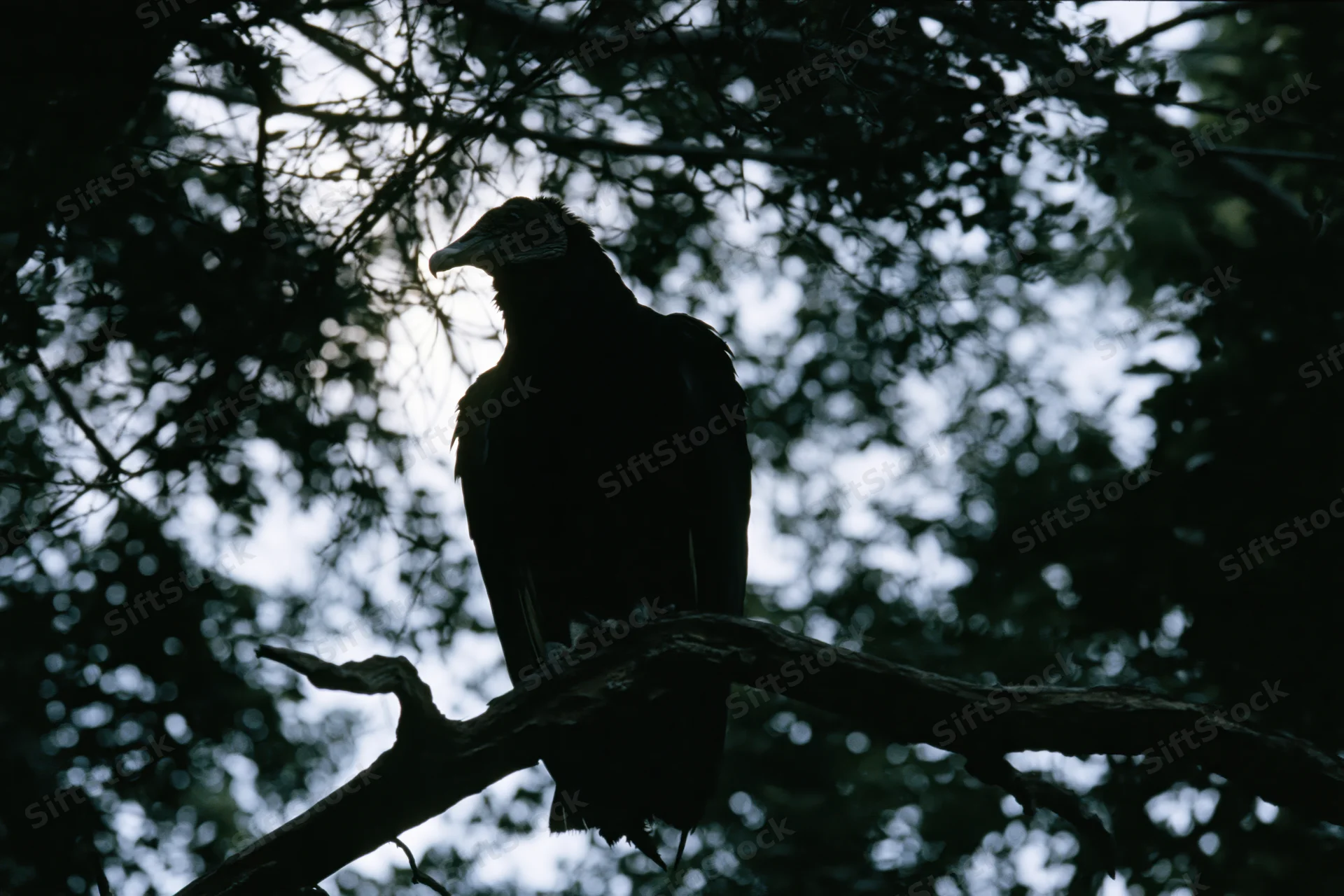 Black vulture perched on a gnarled dead branch in a forest canopy