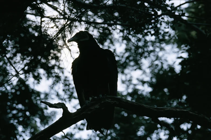 Black vulture perched on a gnarled dead branch in a forest canopy