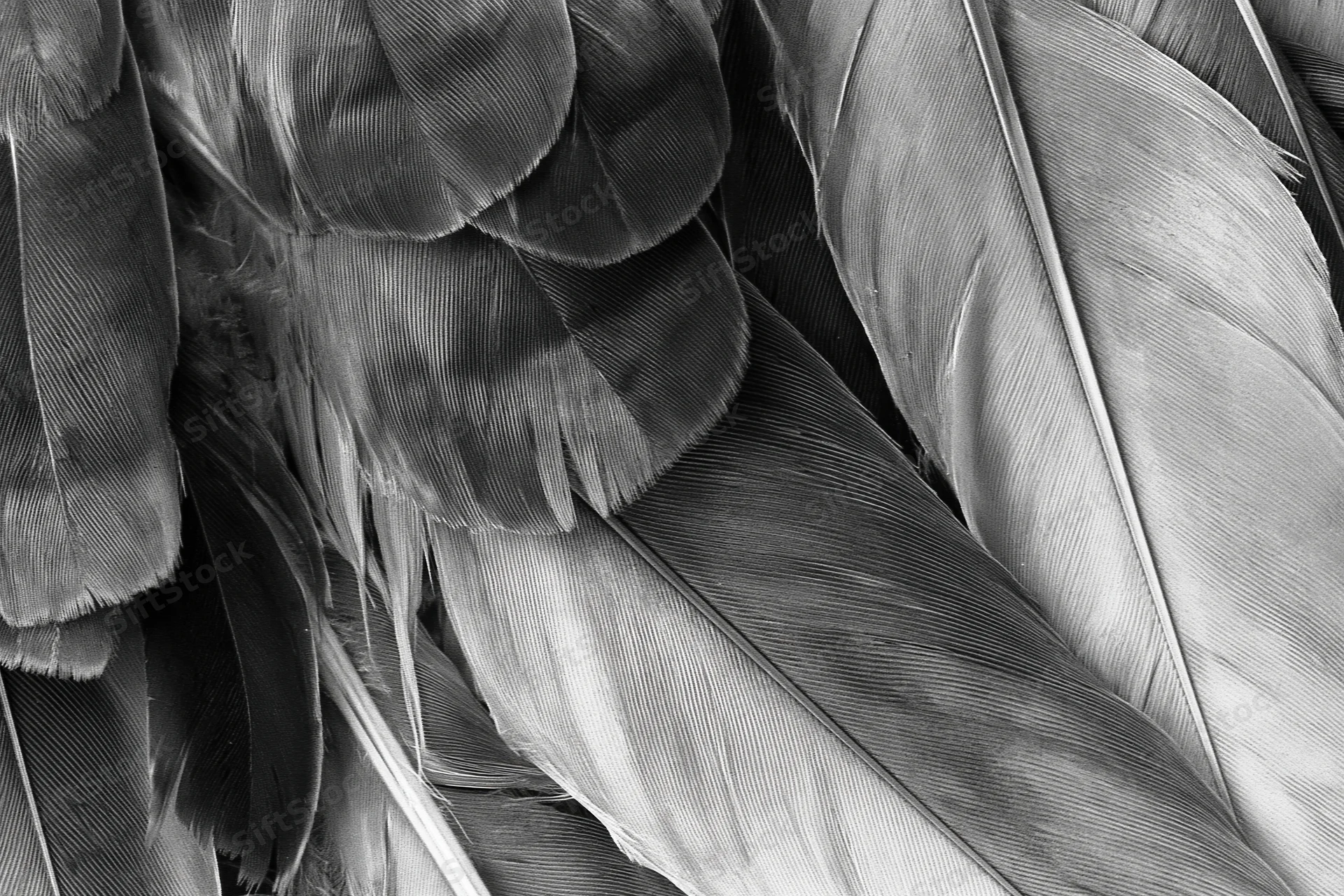 Closeup of layered bird feathers in grayscale showing texture and overlapping pattern