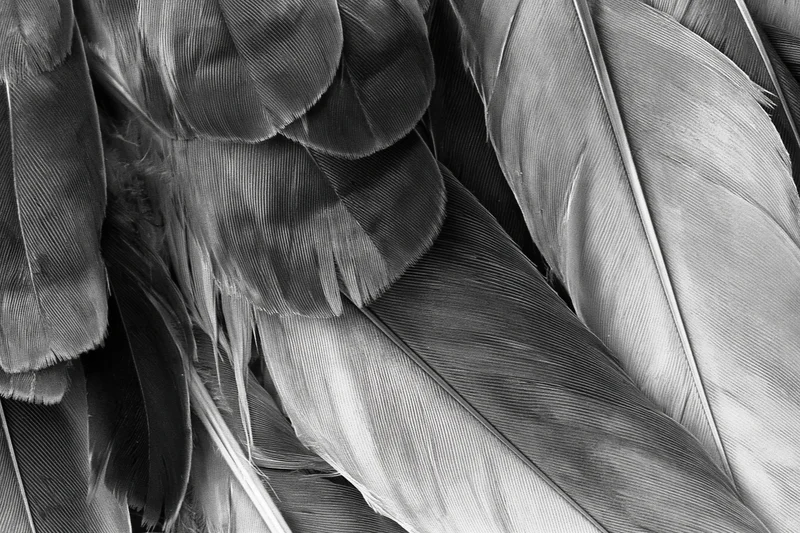 Closeup of layered bird feathers in grayscale showing texture and overlapping pattern