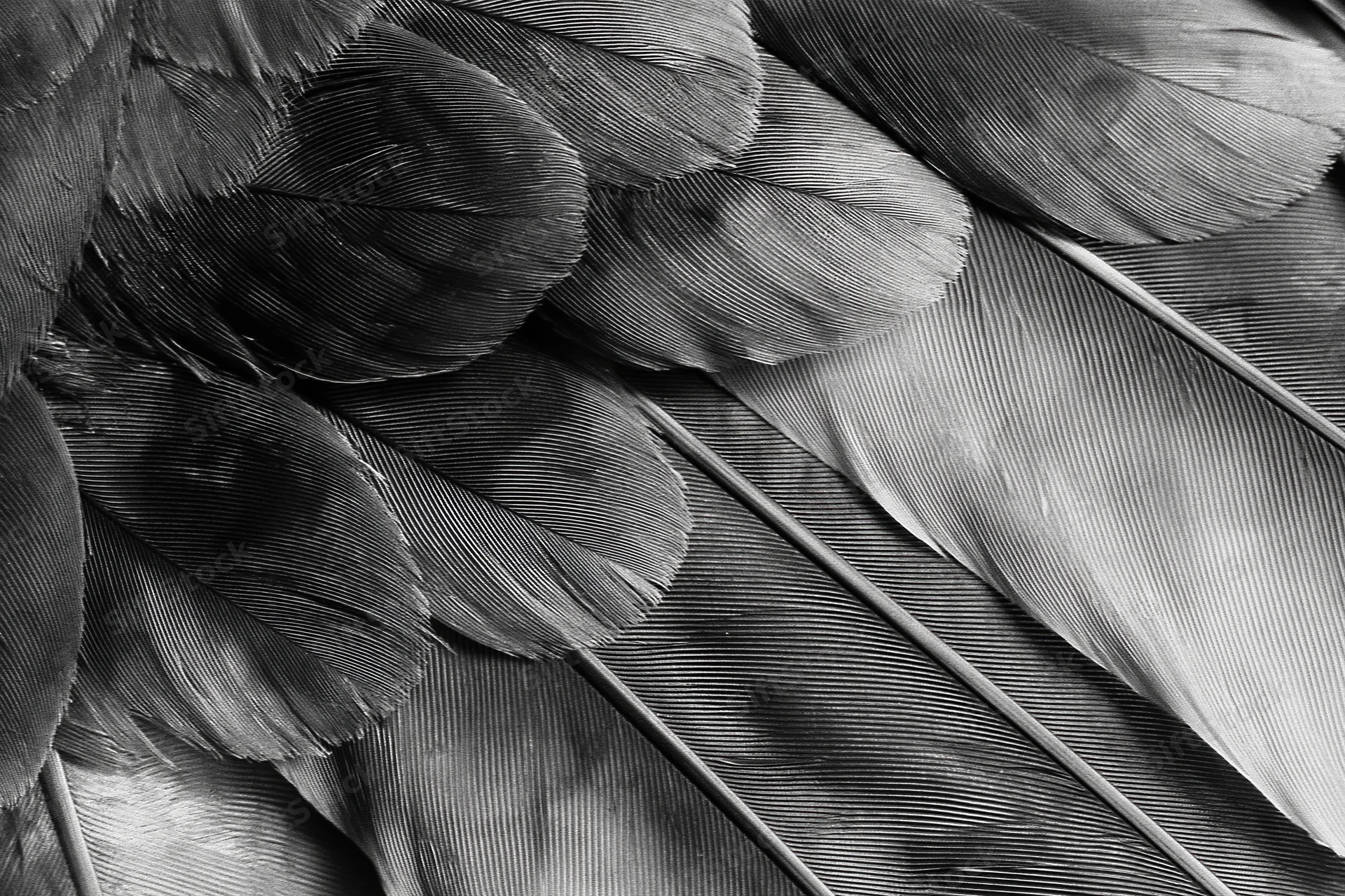 Close-up of layered bird feathers in black and white showing texture and structure