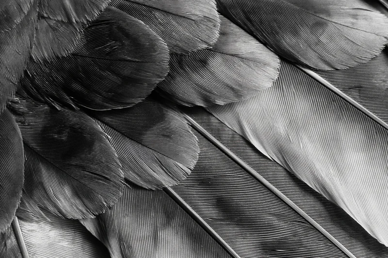 Close-up of layered bird feathers in black and white showing texture and structure