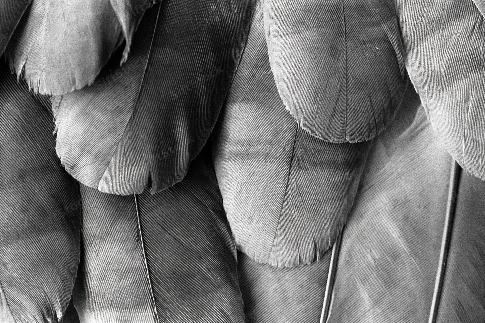 Close-up of layered bird feathers showing texture and overlapping pattern in black and white