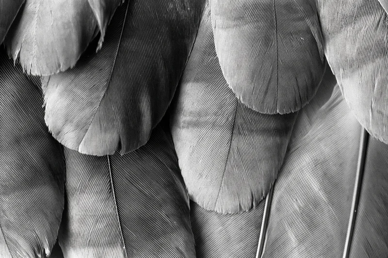 Close-up of layered bird feathers showing texture and overlapping pattern in black and white