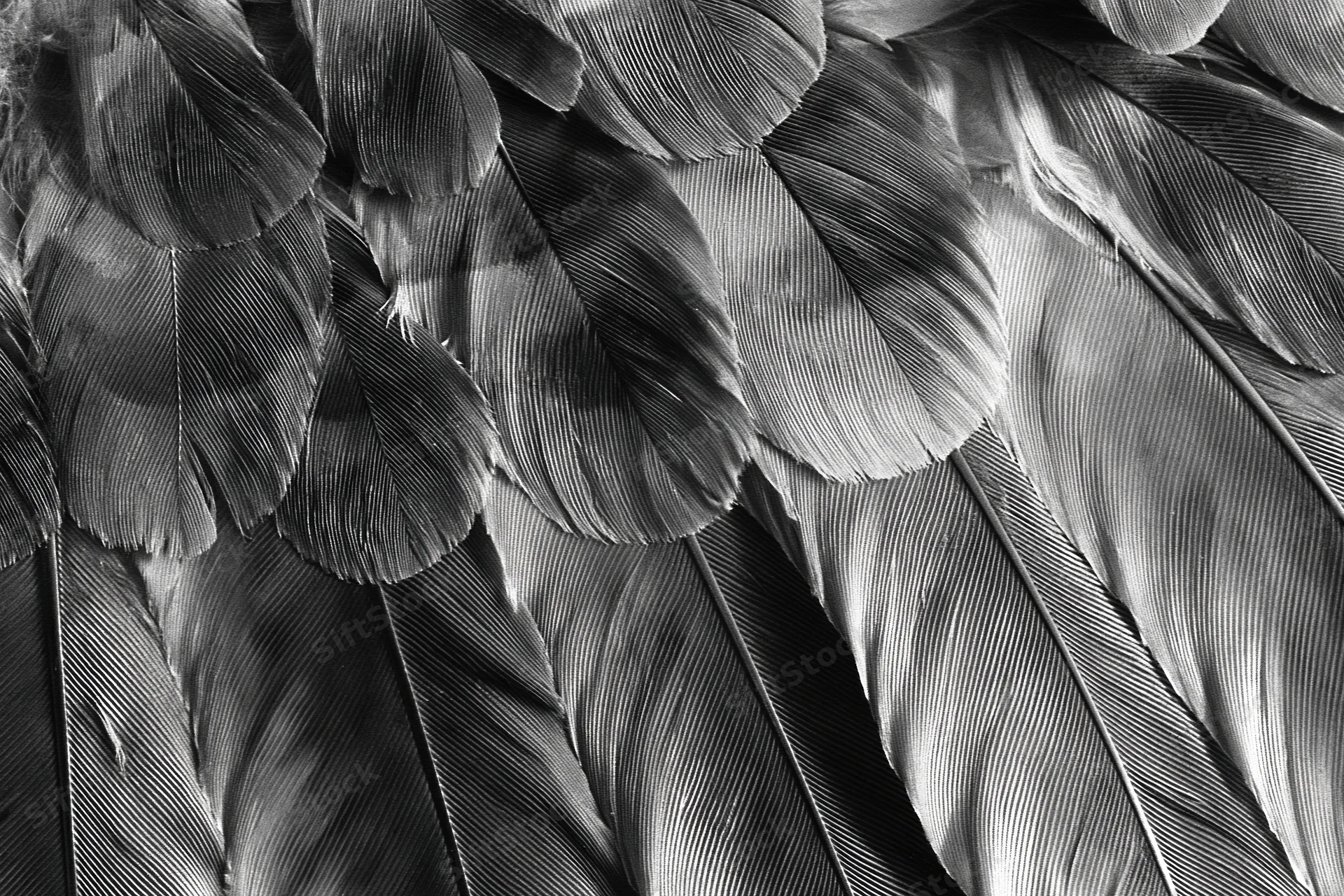 Closeup of layered bird feathers in monochrome showing texture and pattern