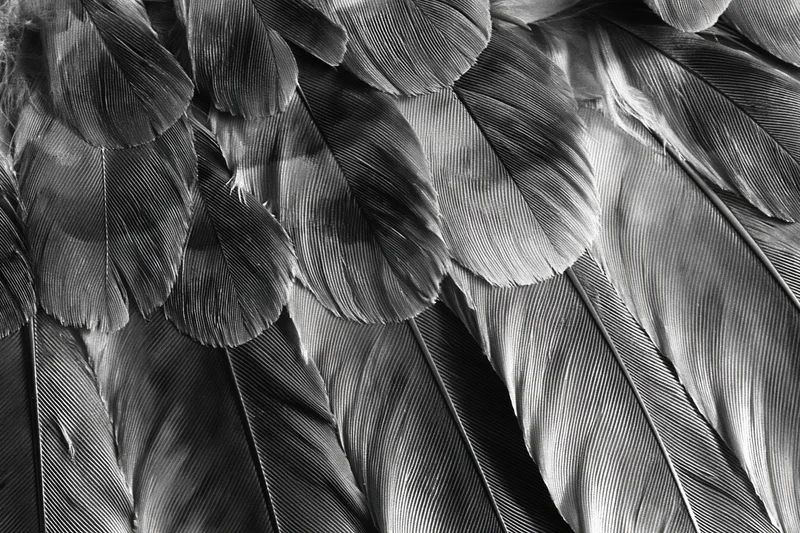 Closeup of layered bird feathers in monochrome showing texture and pattern