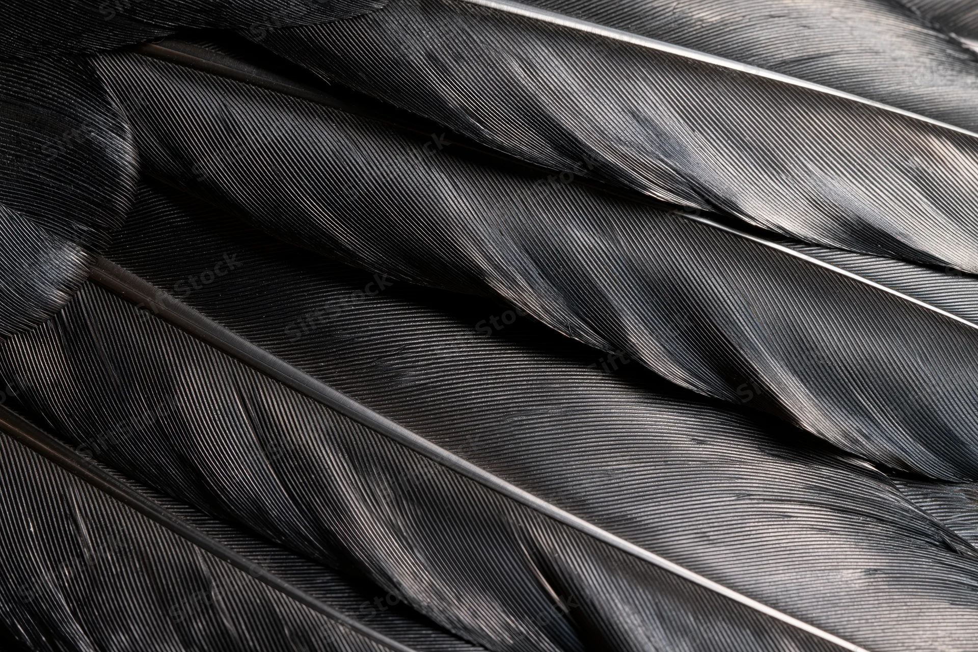 Closeup of layered black bird feathers showing texture and structure