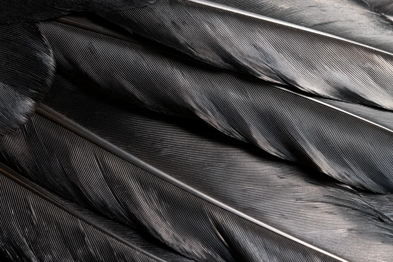 Closeup of layered black bird feathers showing texture and structure