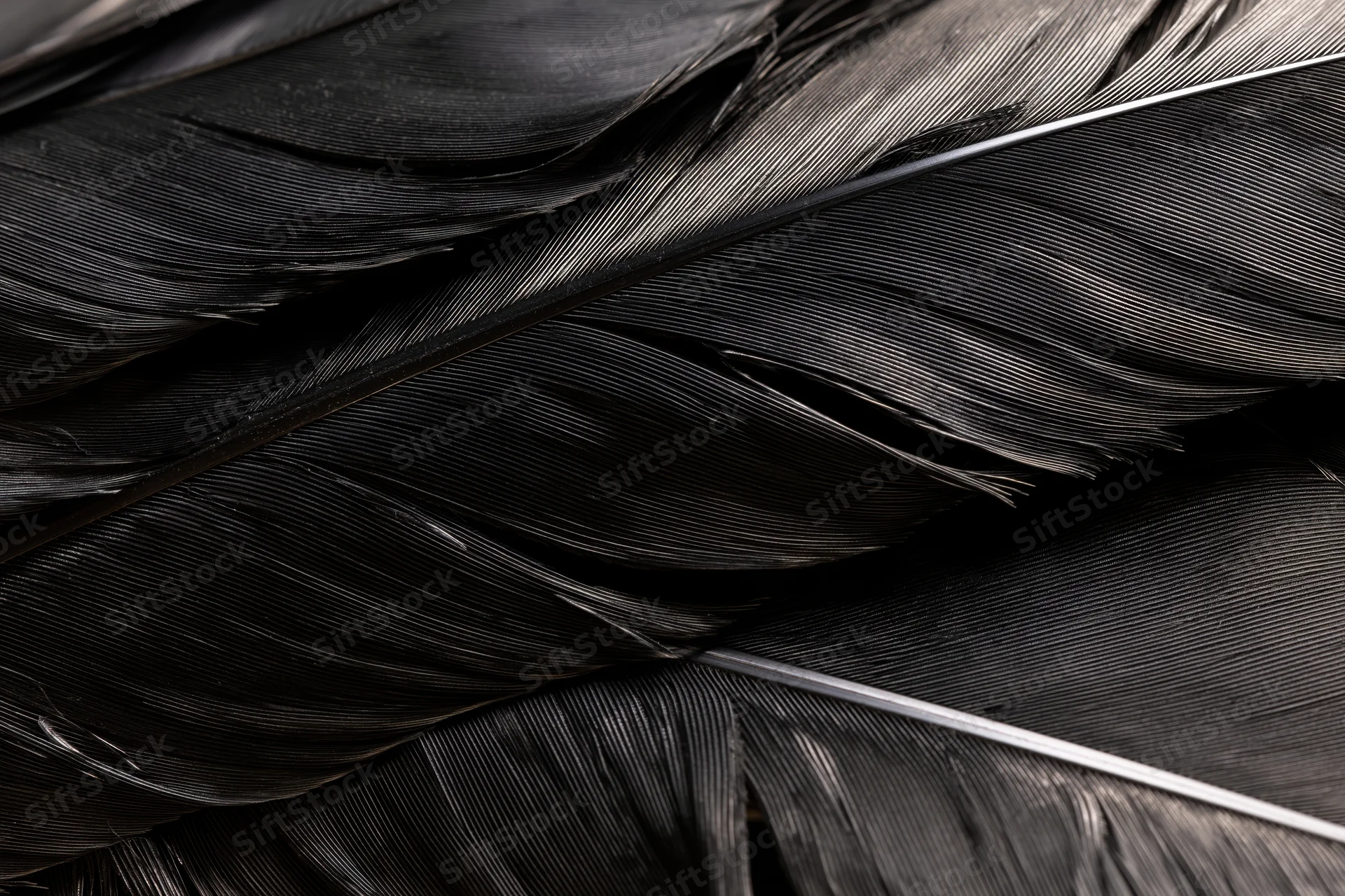 Close-up of layered black bird feathers showing texture and detail