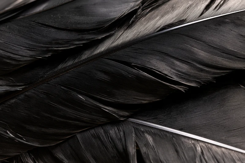 Close-up of layered black bird feathers showing texture and detail
