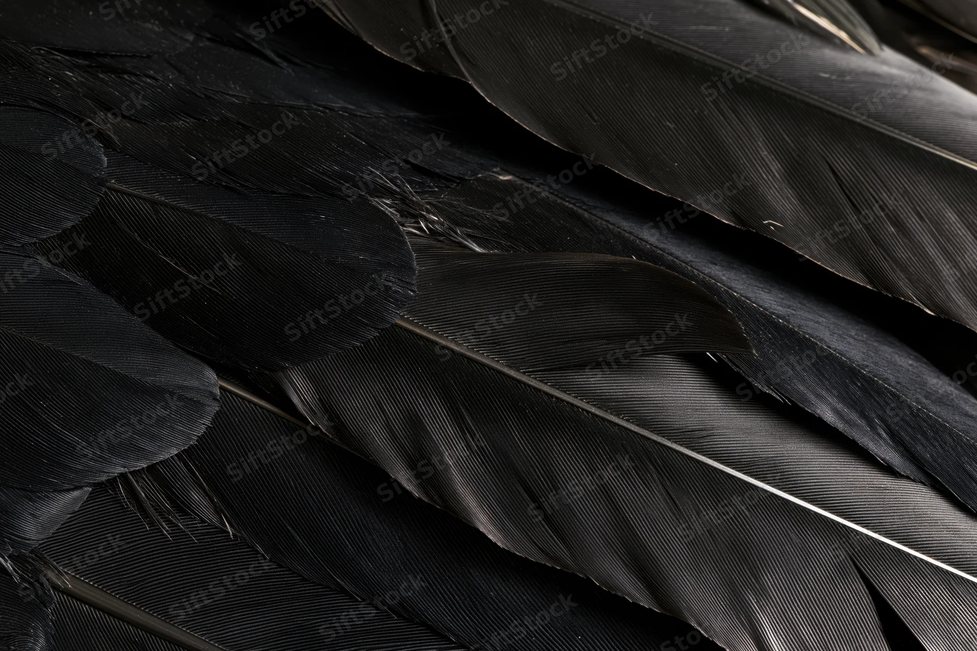 Closeup of layered black bird feathers showing texture and detail