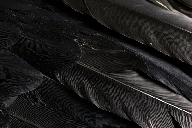Closeup of layered black bird feathers showing texture and detail