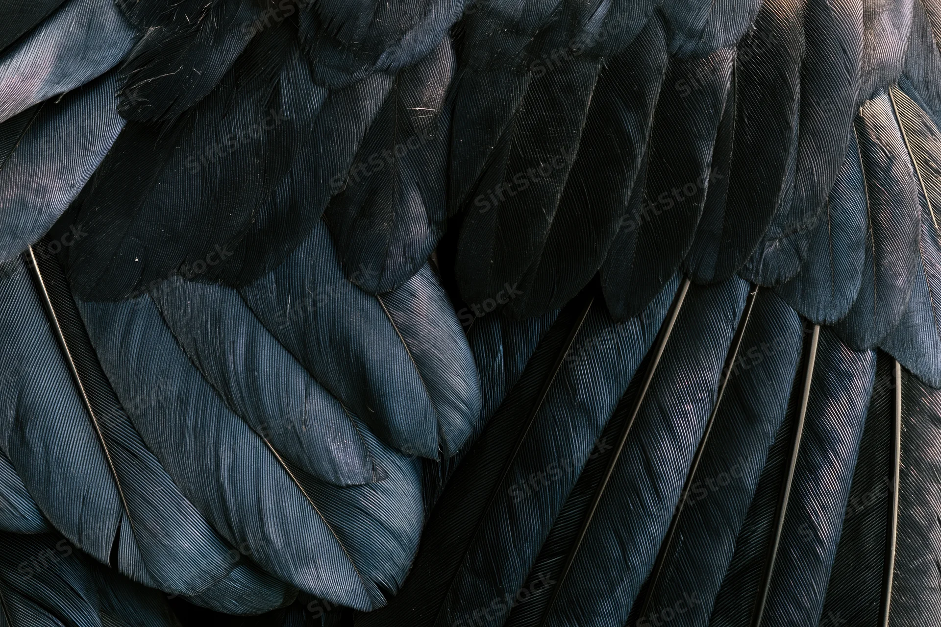 Closeup of layered dark bird feathers showing texture and pattern