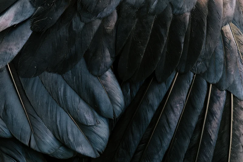 Closeup of layered dark bird feathers showing texture and pattern