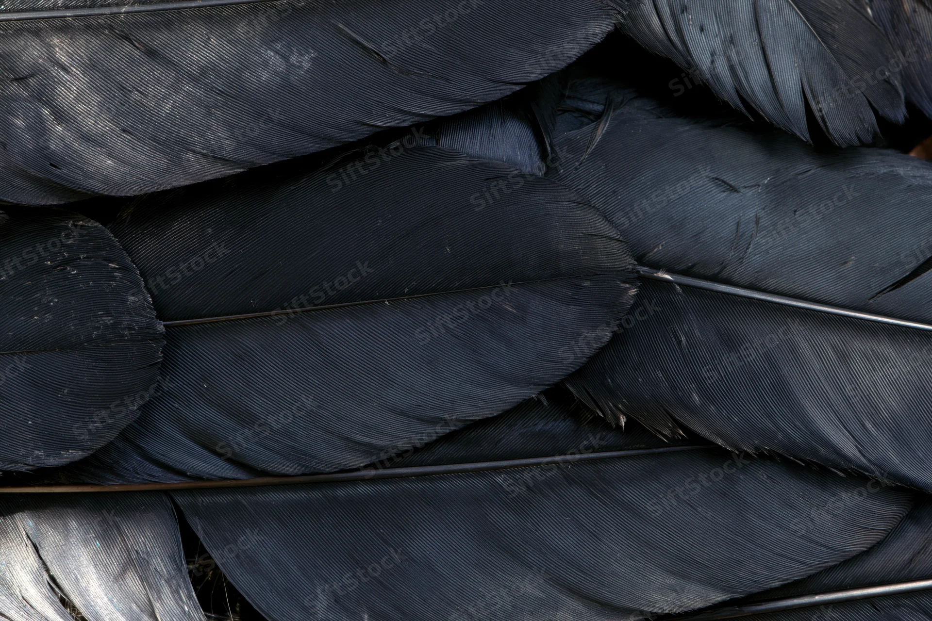 Closeup of layered dark bird feathers filling the frame with intricate texture and natural pattern