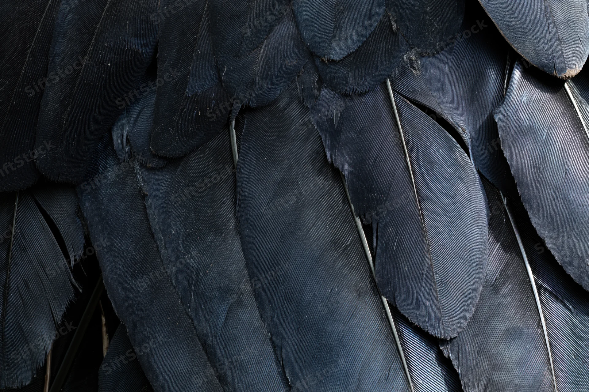 Close-up of layered dark bird feathers filling the frame
