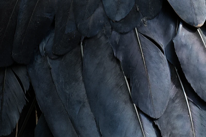 Close-up of layered dark bird feathers filling the frame