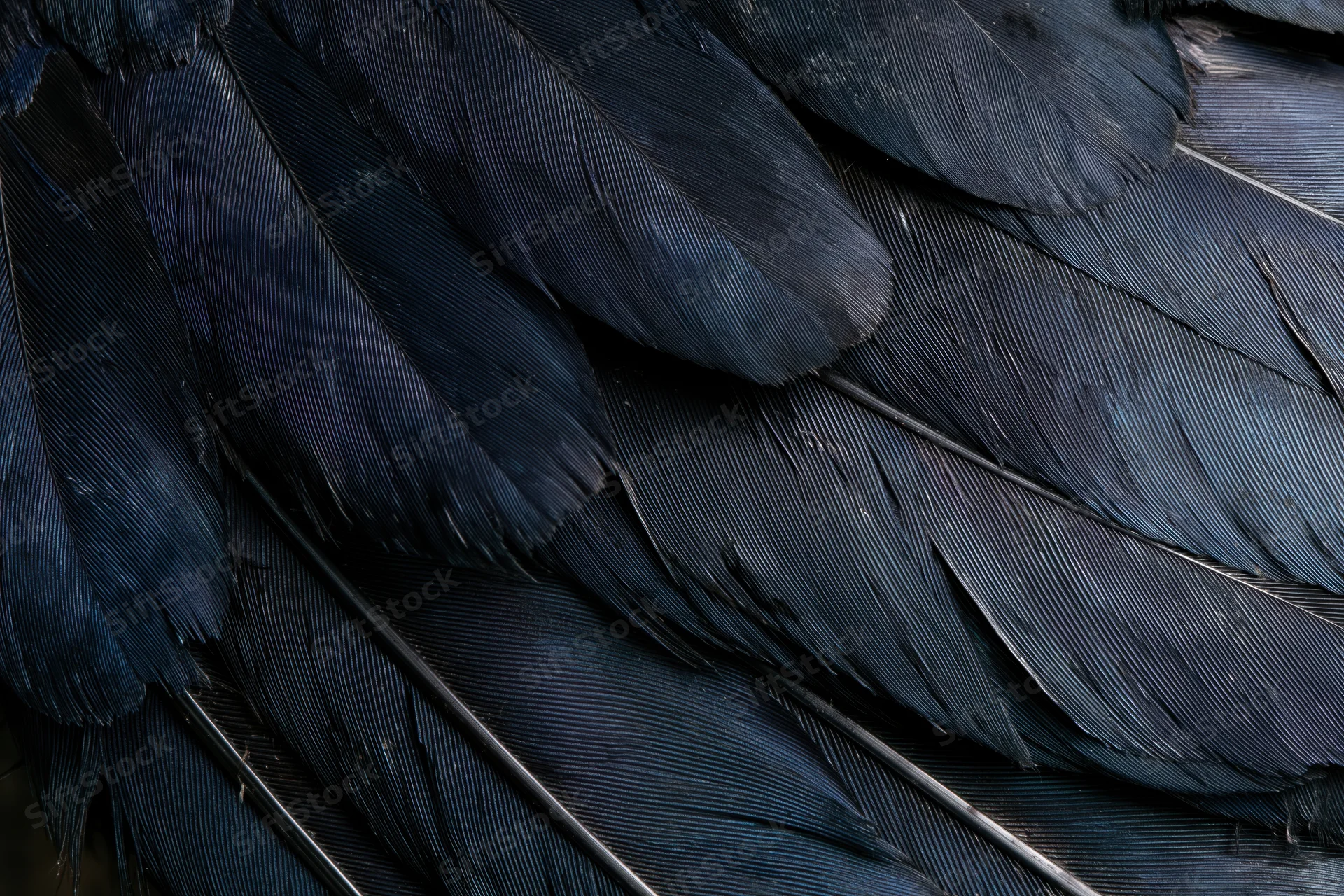Close-up of layered dark bird feathers filling the frame with intricate texture and overlapping patterns