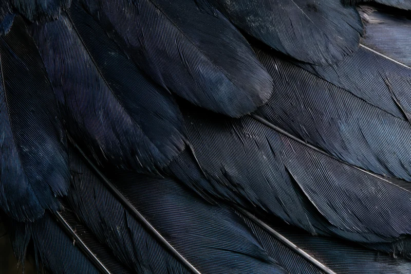 Close-up of layered dark bird feathers filling the frame with intricate texture and overlapping patterns