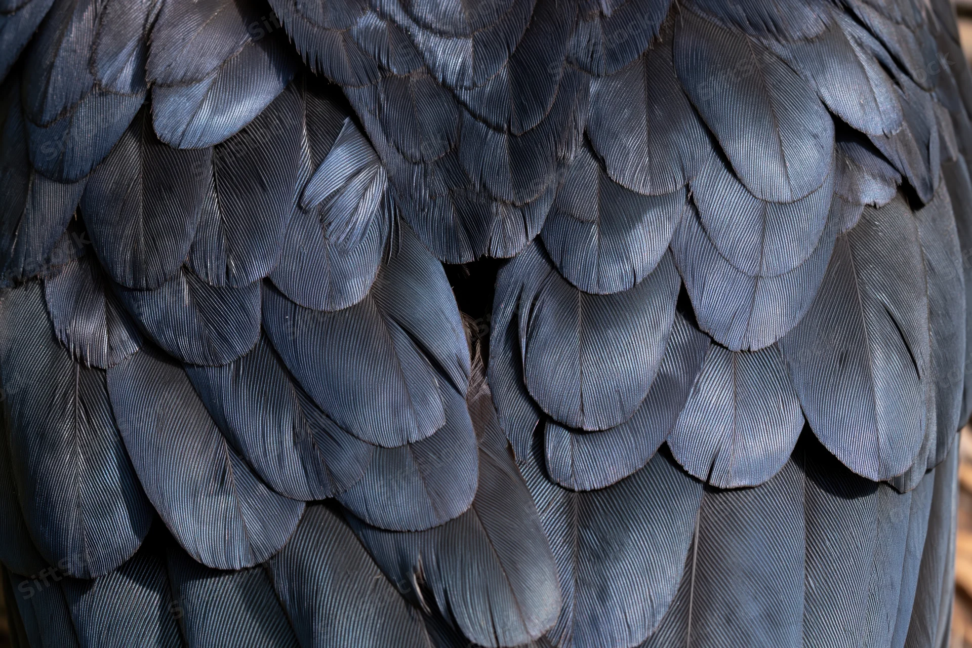 Close-up of overlapping dark bird feathers filling the frame with detailed texture