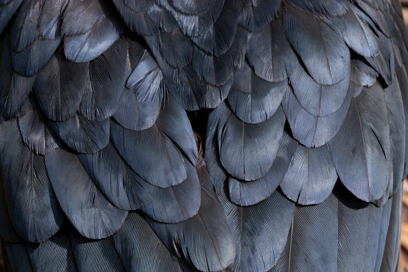 Close-up of overlapping dark bird feathers filling the frame with detailed texture