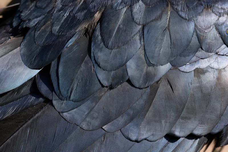Closeup of overlapping dark bird feathers showing texture and iridescent sheen