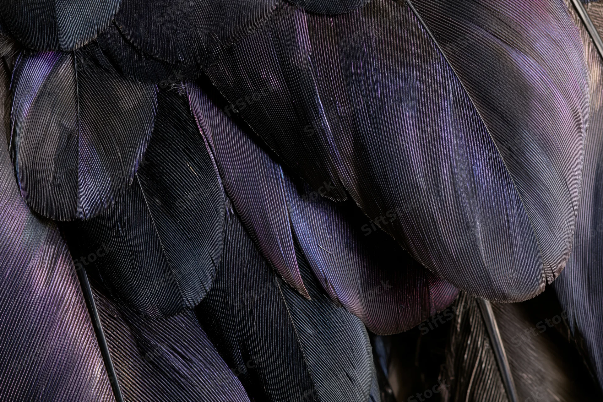 Closeup of overlapping dark bird feathers with iridescent purple sheen filling the frame