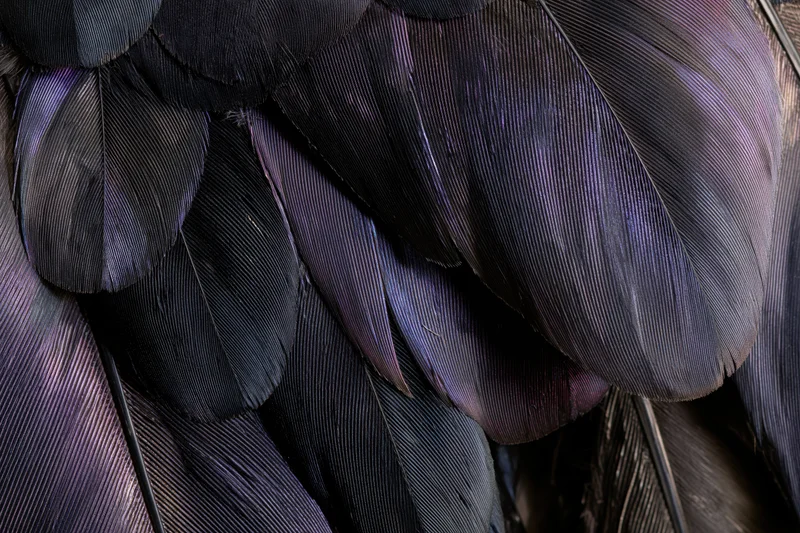 Closeup of overlapping dark bird feathers with iridescent purple sheen filling the frame