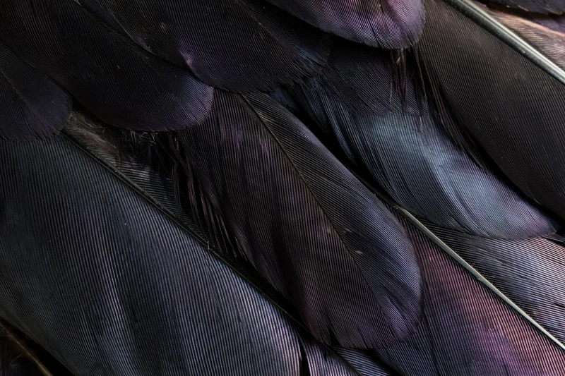 Closeup of overlapping dark bird feathers filling the frame with detailed texture and natural sheen