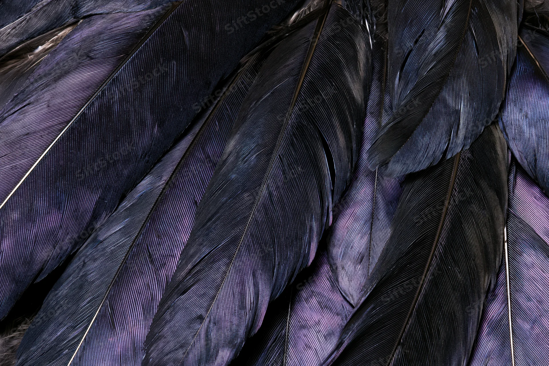 Closeup of overlapping dark bird feathers with iridescent purple highlights filling the frame