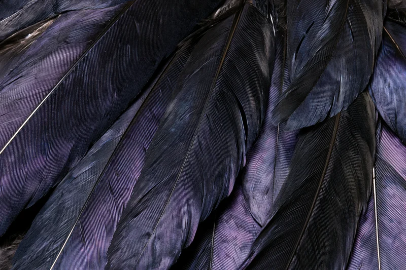 Closeup of overlapping dark bird feathers with iridescent purple highlights filling the frame