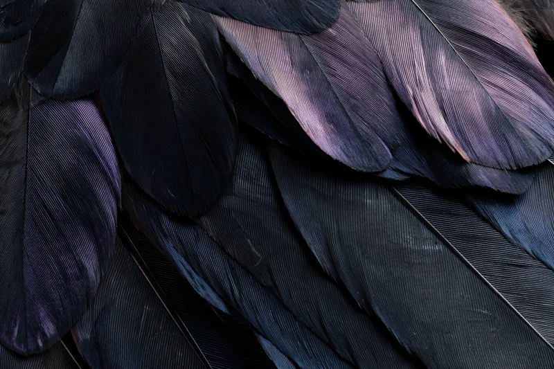 Close-up of overlapping dark bird feathers with iridescent purple sheen filling the frame
